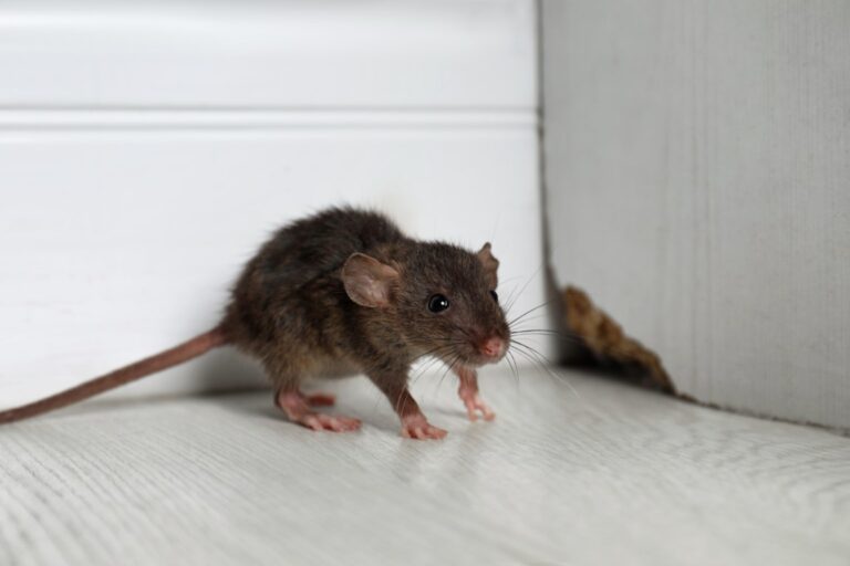 astuces de Grand-mère contre les souris dans la maison