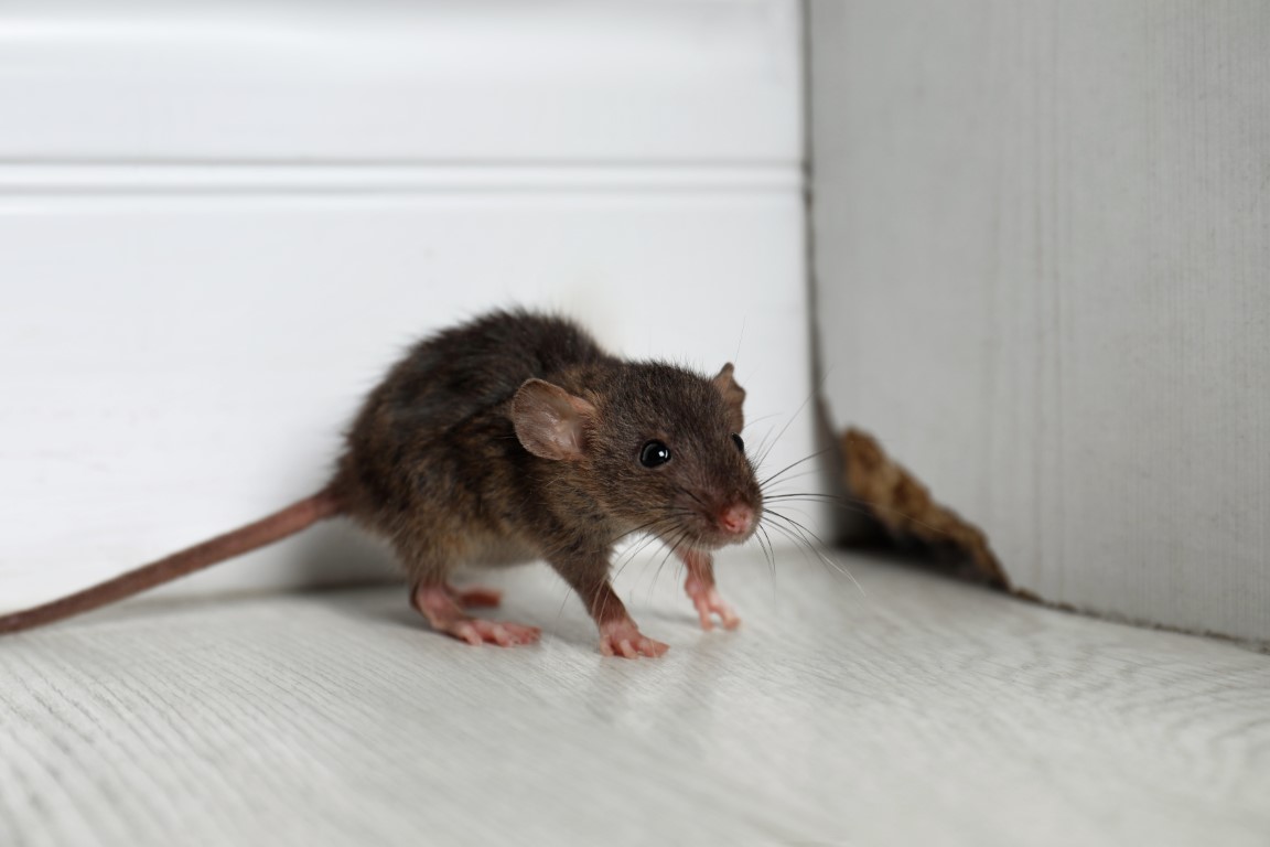 Répulsif Rats et Souris: Les Huiles Essentielles à Utiliser