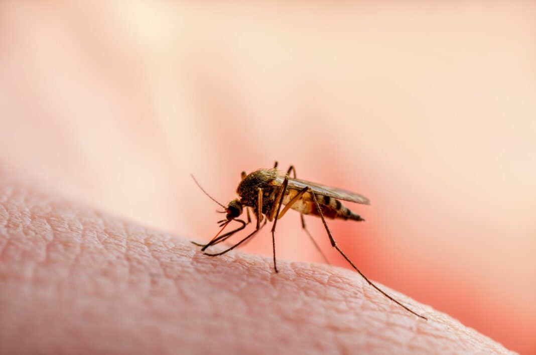 Remèdes naturels et astuces de grand-mère efficaces pour se débarrasser des moustiques