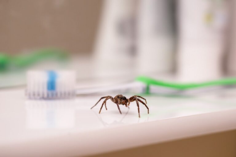 astuces de grand-mère naturelles contre les araignées à la maison