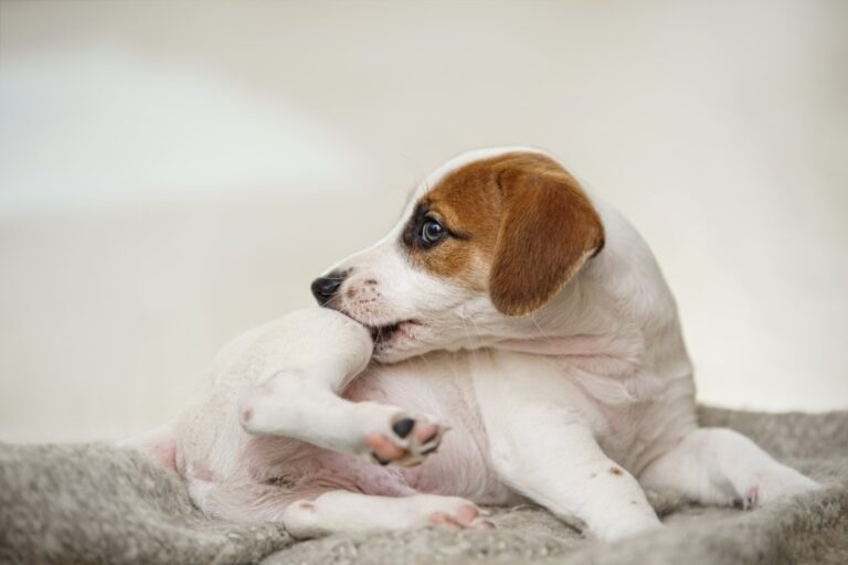 astuces de grand-mère naturelles contre les puces et les tiques pour nos chats et chiens