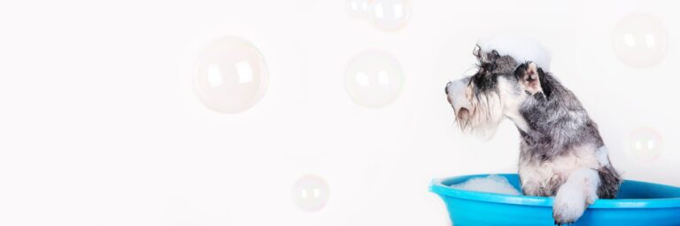 astuces de grand-mère pour un toilettage naturel de vos animaux domestiques