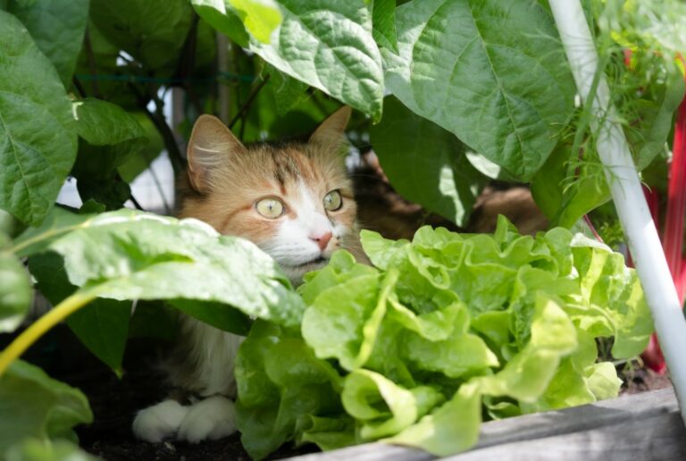 Répulsif chat