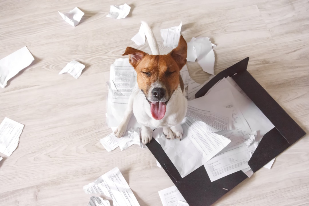 Comment calmer un chien turbulent