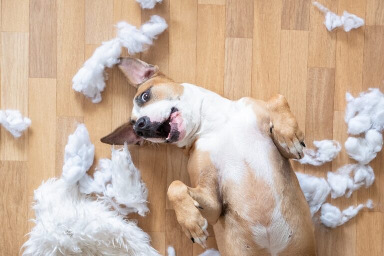 astuces calmer un chien bêtises