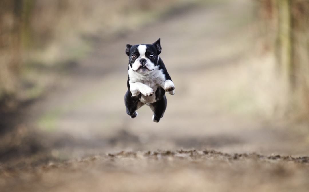 calmer un chien turbulent